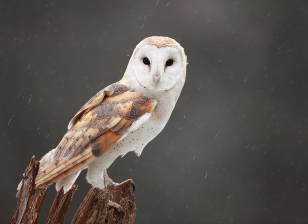 Owl standing on a tree stump