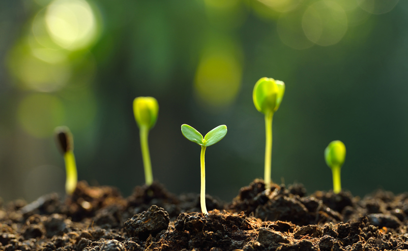 Seedlings sprouting out of earth