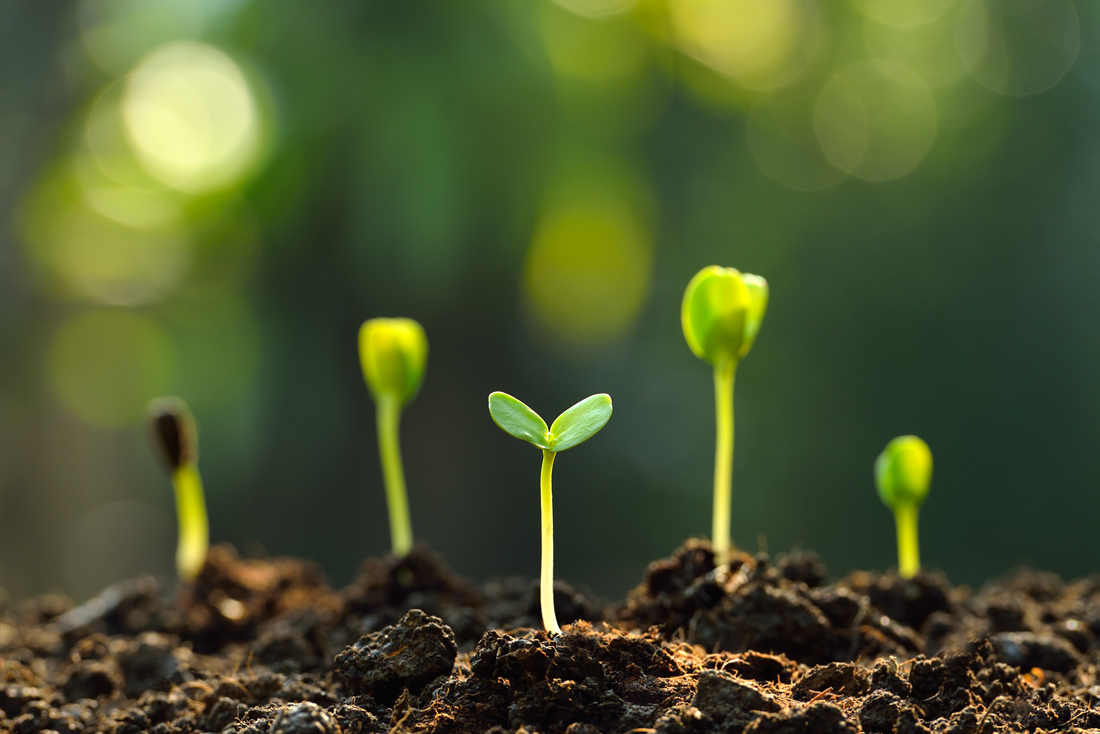Seedlings sprouting out of earth