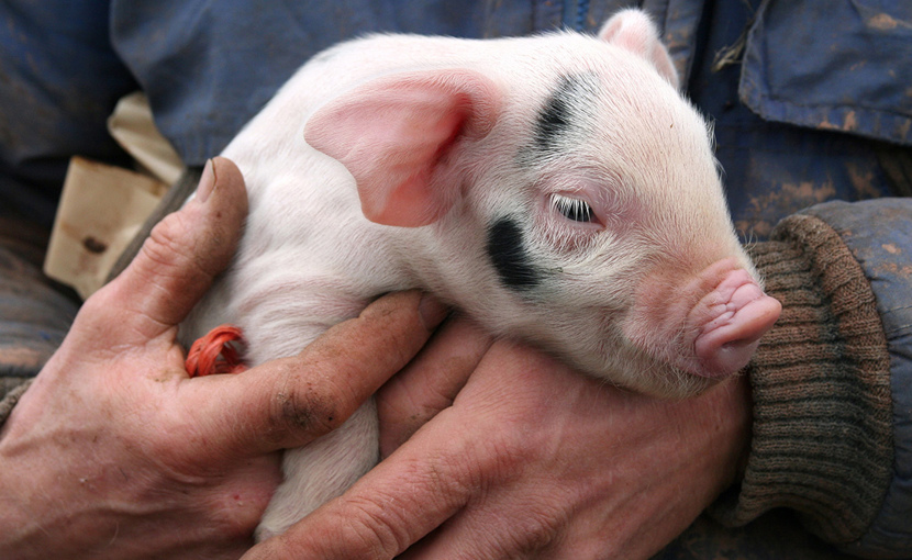 Swine Technician