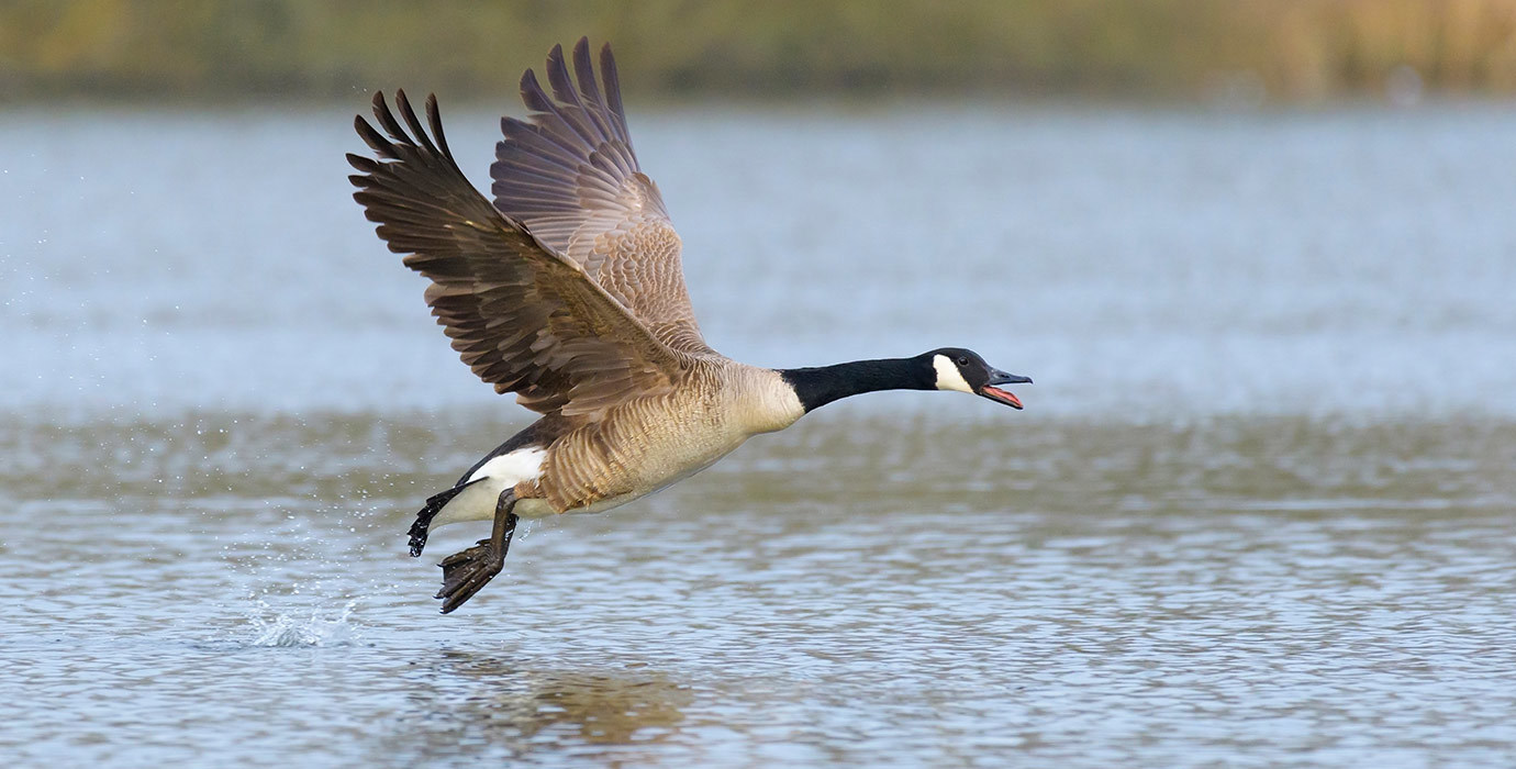 Canada goose taking off over water
